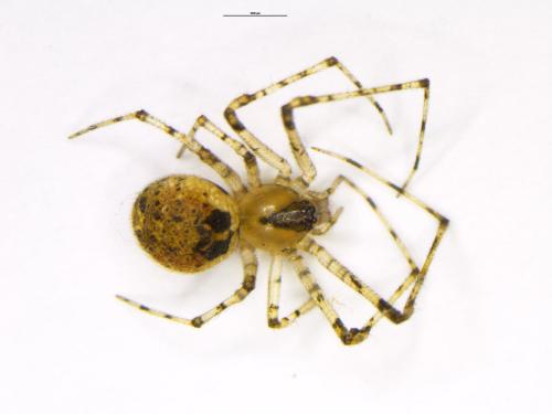 Réf. 330 020 : Platnickina tincta